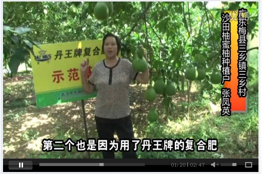 广东省-张凤英