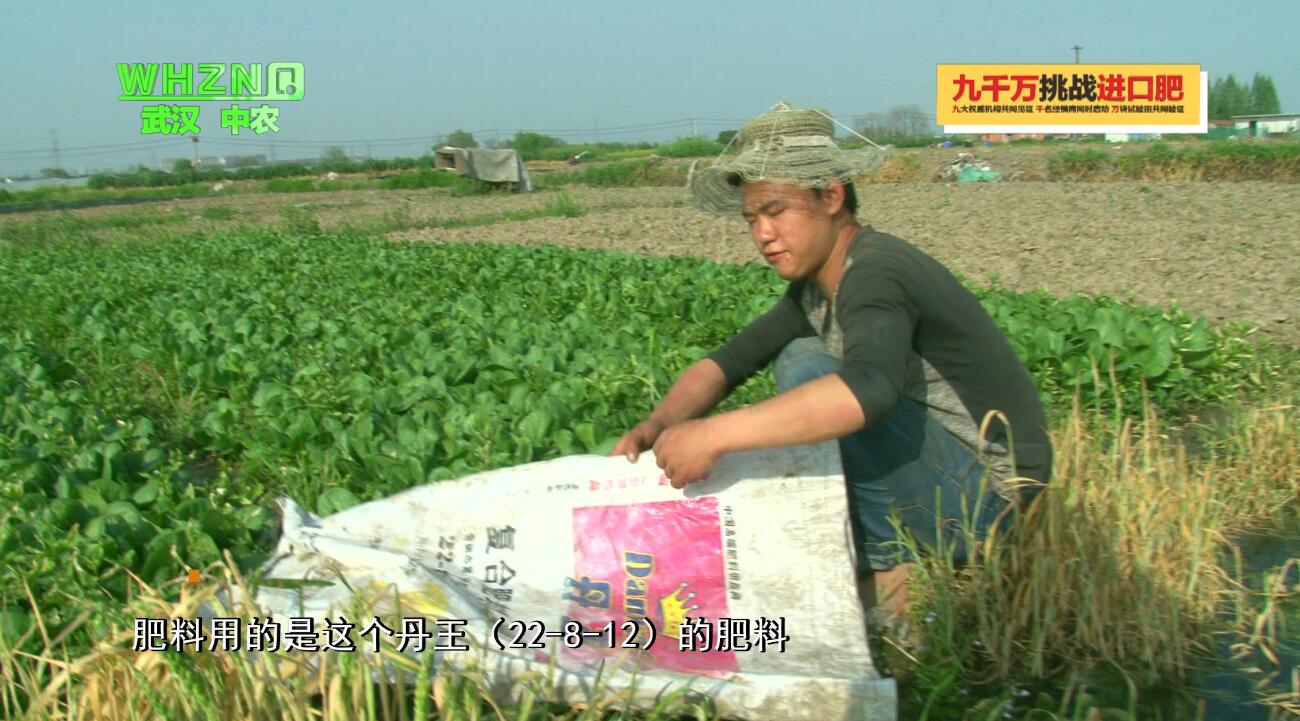 龙都上海青