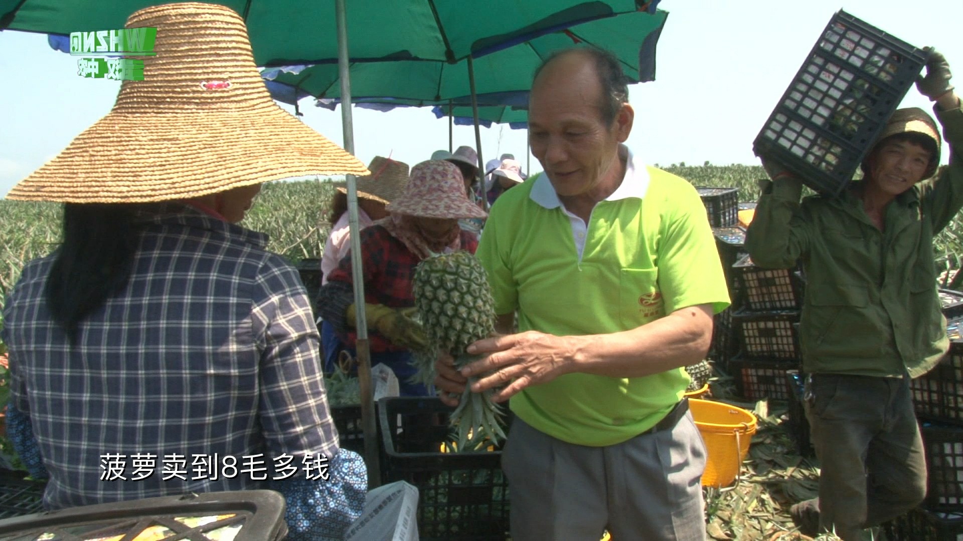 芬王菠萝肥效采访